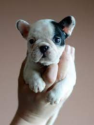 Buying a teacup french bulldog puppy online has never been easier. What Is A Mini Frenchie The Ultimate Guide To Its Health Care And Diet French Bulldog Breed