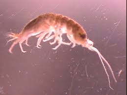 Image result for Ypsilopus liae