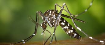 Spesies nyamuk yang sama dengan spesies nyamuk yang menularkan demam berdarah dan chikungunya. Penyebab Dan Pengobatan Virus Zika Guesehat Com