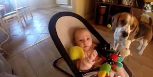 Dog Tries To Apologize To Baby After Stealing Her Toy Cw39 Houston