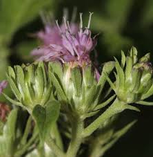 Image result for Vernonia anthelmintica