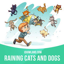 It S Raining Cats And Dogs Means It S Raining Very Heavily Example The Raining Cats And Dogs Idioms Idioms And Phrases