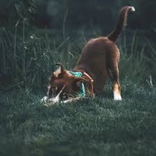 Downward Facing Dog We Do Yoga Emma Downwardfacingdog Yoga Dogyoga Funnydogs Throwback P Baby Dogs Australian Shepherd Puppy Dog Yoga