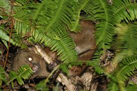 Image result for Platostoma africanum