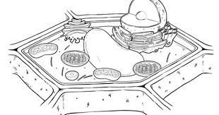 The plant cell contains a large central vacuole, and a protective outer covering called the cell wall. Plant Cell Diagram Unlabeled à¸« à¸­à¸‡à¹€à¸£ à¸¢à¸™à¸§ à¸—à¸¢à¸²à¸¨à¸²à¸ªà¸•à¸£ à¸Š à¸§à¸§ à¸—à¸¢à¸² à¸à¸²à¸£à¹€à¸£ à¸¢à¸™à¸£