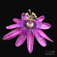 Maybe you would like to learn more about one of these? Passionate Pink Passion Flower Photograph By Sabrina L Ryan