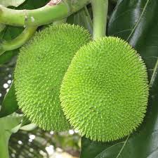 Image result for Artocarpus