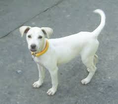 Maybe you would like to learn more about one of these? Great Dog Breed Aspin Steemit