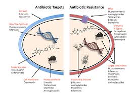 Antibiotika Arten Und Antibiotische Therapie