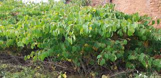 How can you kill japanese knotweed? Japanese Knotweed Treatment And Removal Atg Group Uk And Ireland