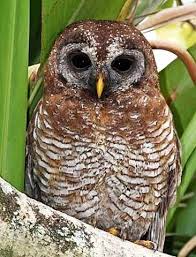 African Wood Owl Common Earless Old Word Owl Owl Pet Wood Owls African Animals
