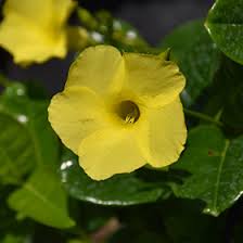 Image result for dipladenie žlutá obrázek