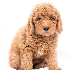 See sunshine acres goldendoodle puppies for sale where temperament, personality, and health are the foundation of our goldendoodle breeding program. Petland Florida