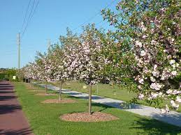 Maybe you would like to learn more about one of these? Malus Ioensis Flowering Crab Apple Hello Hello Plants Garden Supplies