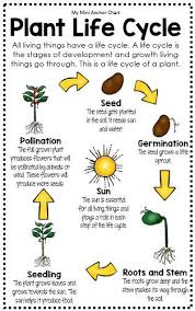 Plant Life Cycle Lessons Tes Teach