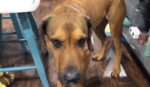 Your dog surely loves them, but marrow bones and their fragments are a potential choking hazard, and they can cause intestinal ailments. How To Cook Marrow Bones For Dogs In June 2021 Guide
