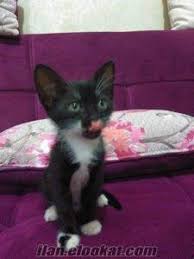 Kedi Edirne