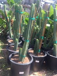 These amazing cactus plants boast light to dark green color and grow into an impressive columnar shape. San Pedro Cactus 15gal 325 00 Guardado Garden Center Facebook