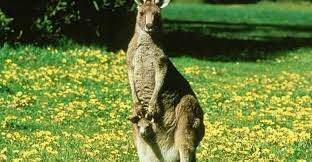 صور الكنغر معلومات عن الكنغر واين يعيش animal spirit guides fun facts about animals spirit animal totem