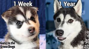 Samoyed dogs are so dreamy, as if they came out directly of a winter fairy tale to impress us. My Husky Puppy Growing Up 1 Week To 1 Year Unseen Clips Youtube