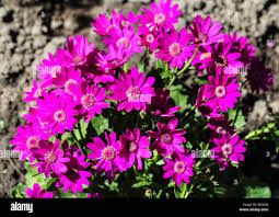 Image result for Cineraria