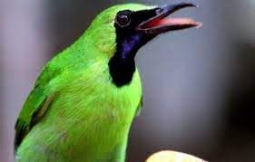 Jual Burung Cucak Ijo Nopeng Di Lapak Abadi Bird Bukalapak