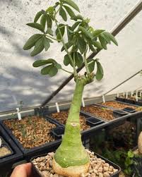 Image result for Adenia glauca