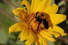 The floral reflectance database (fred) was created by researchers at imperial college london and queen mary, university of london. Coevolution And Pollination Wnps Blog Botanical Rambles