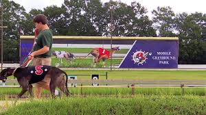 This page is dedicated to highlighting and promoting the fastest greyhounds in the united. Less Than A Week Since The End Of Mobile Greyhound Park