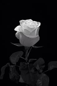 One And Only One Via 500px White Rose By Altug Karakoc Black And White Roses White Roses Black And White Aesthetic Pngtree offers hd aesthetic background images for free download. via 500px white rose by altug karakoc