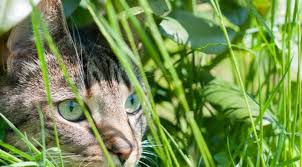Astuces Pour Eloigner Les Chats Du Potager Et Des Plantations Eloigner Les Chats Potager Et Repulsif Chat Jardin