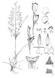 Image result for Sporobolus tenuissimus