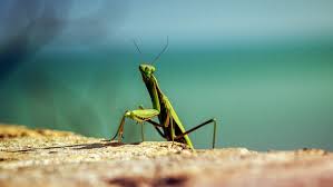 Maybe you would like to learn more about one of these? Mantis Aliens The Mysterious Insectoid Overseers Gaia