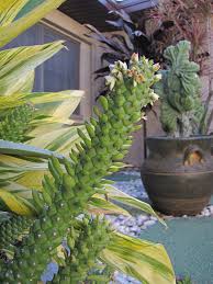 Image result for Monadenium rugosum