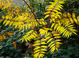 Image result for Simaroubaceae