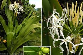 Image result for Crinum aurantiacum