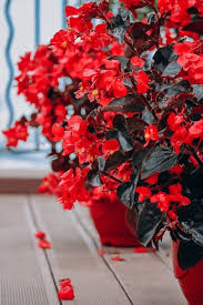 Image result for Begonia pulcherrima