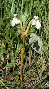 Image result for Harveya alectroides