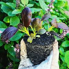 Pak Choi Seedlings Heading Into Their New Home Today These Grow Like Rockets And Are Super Easy I M Starting To Winter Garden Growing Vegetables Big Backyard