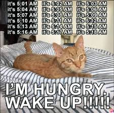 So you leaked your own nudes. The Best Cat Memes That Show Us They Re Really Our Owners Film Daily