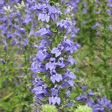 Great Blue Lobelia Google Search Lobelia Flowers Flower Care Great Blue Lobelia