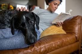 Nationwide pet insurance offers several different pet insurance plans that work for dogs, cats, and other animals. Pet Health Insurance Nationwide