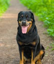And the dog went away and told the man. 12 Favorite Black Dog Breeds Mom Com