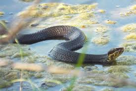 More images for water snakes in georgia pictures » Venomous Snakes In Georgia 6 Species With Pictures Wildlife Informer