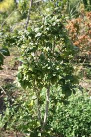 Image result for Guettarda