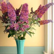 Buddleia Flower Power Butterfly Bush Vibrant Colours Plant Plants From Gardeners Dream Uk