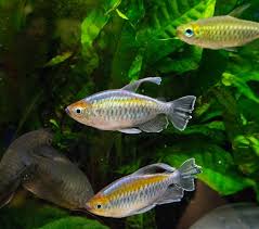 Werden die fische schließlich ins becken eingesetzt, füllen halter besser kein transportwasser ins aquarium. Wie Viele Fische Ins Aquarium Aquascaping Wiki Aquasabi