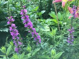 If taken care of, verbena. Purple Flower Spire 3 4ft Tall Perennial
