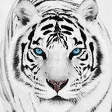 Explora una amplia gama de lo mejor en 3d tigre blanco en aliexpress,. Libros Tigre Blanco Gratis Andres Guerrero Blanco De Tigre Es Deudor De Mis Lecturas De La Infancia Principalmente De Dos Libros Las Aventuras De Tom Sawyer Y De El Libro De