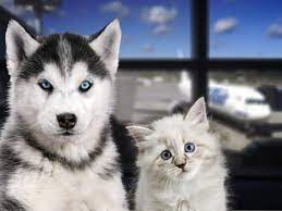 Polyester resins are known for their excellent combination of properties such as mechanical, thermal, chemical resistance as well as dimensional stability. Travelling With Your Pet Keep These Rules In Mind The Economic Times